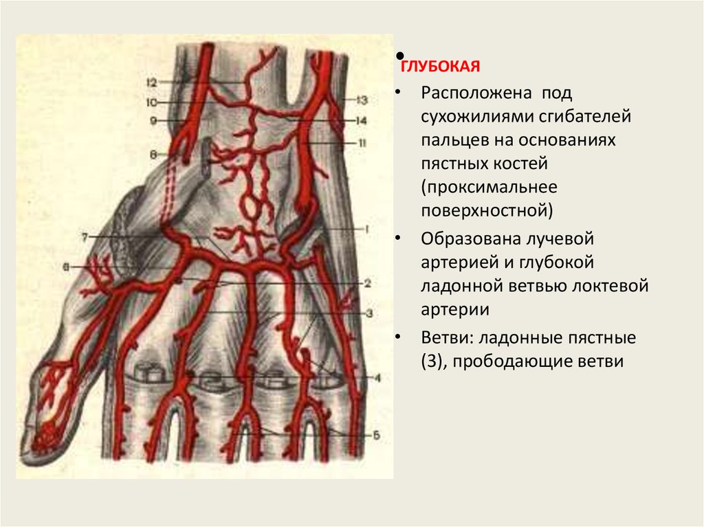 Артерия на запястье. Поверхностная и глубокая ладонные дуги схема. Артерии кисти артериальные ладонные. Кровоснабжение лучевой артерии. Артерии ладонной поверхности кисти.
