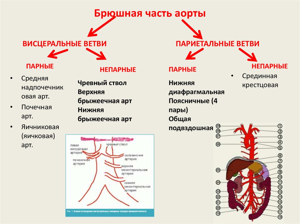 Какую функцию выполняет артерия в процессе кровообращения. Ветви брюшной аорты схема анатомия. Ветви нисходящей части аорты схема. Ветви грудной аорты схема. Кровоснабжение грудной полости схема.