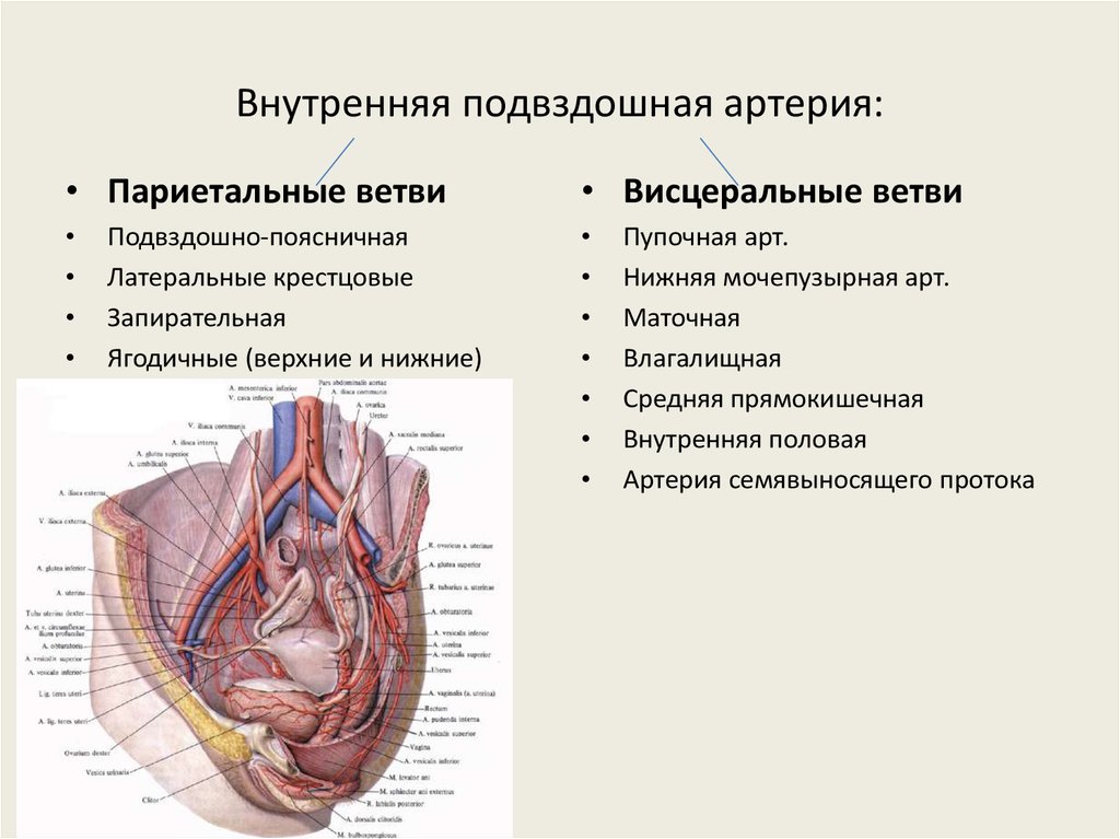 Ветви внутренней подвздошной артерии схема