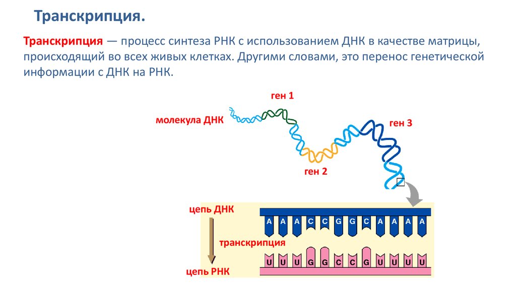 Является матрицей для синтеза рнк. ИРНК процесс. Реализация генетической информации. Синтез ИРНК начинается с. Матричная транскрибируемая цепь ДНК.