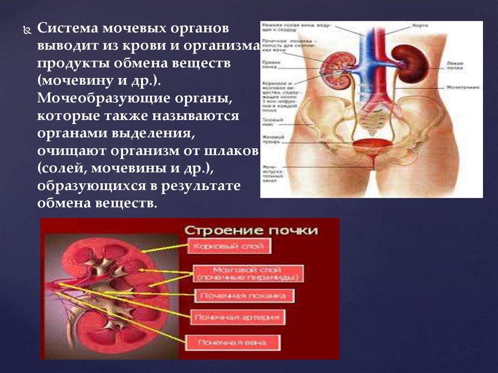 Орган вещества. Органы выделения обмена веществ. Орган выведение из организма. Выведение из организма продуктов обмена. Продукты обмена веществ выводятся из организма.