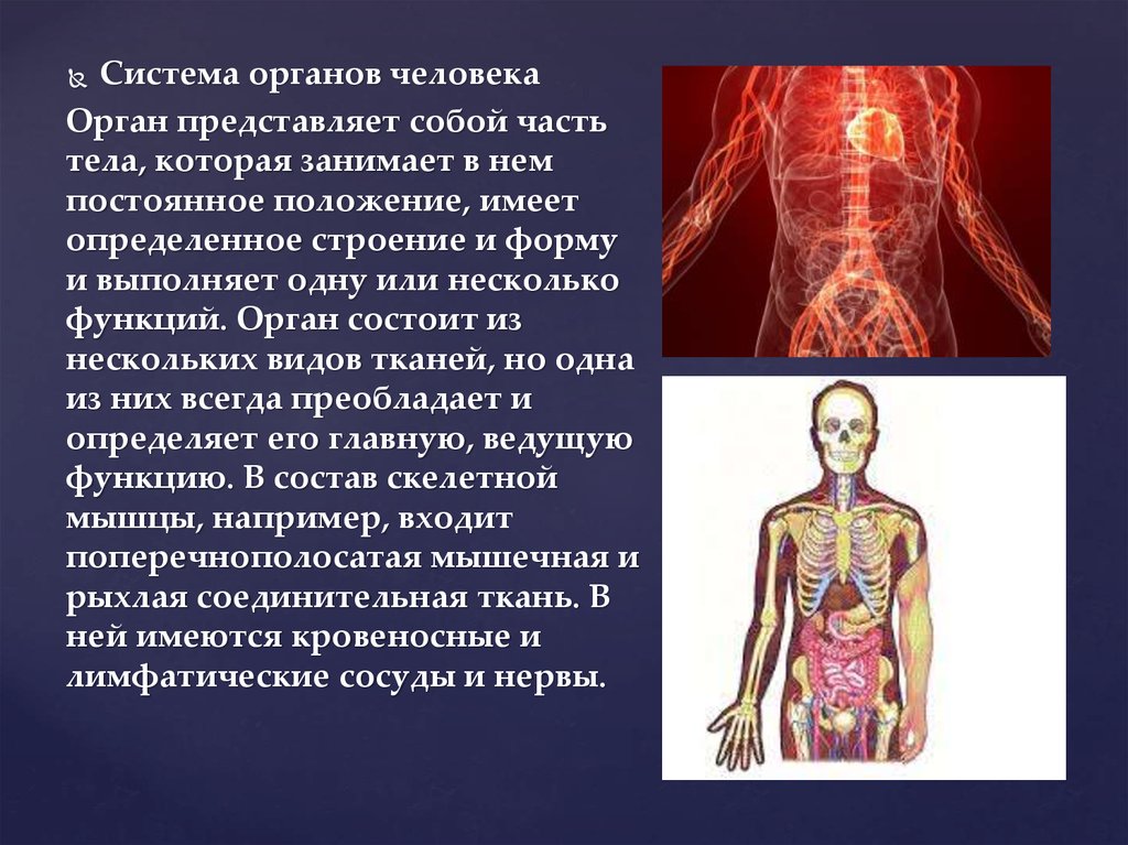 Строение и жизнедеятельность органов и систем органов. Системы организма. Человеческий организм. Системы органов. Организм человека кратко.