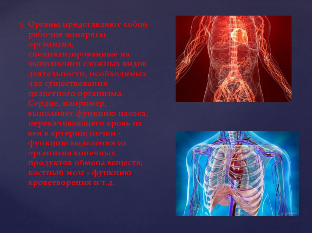 Живые тела представляют собой. Аппараты организма человека. Аппараты органов человека. Аппарат органов примеры. Аппараты в теле человека.