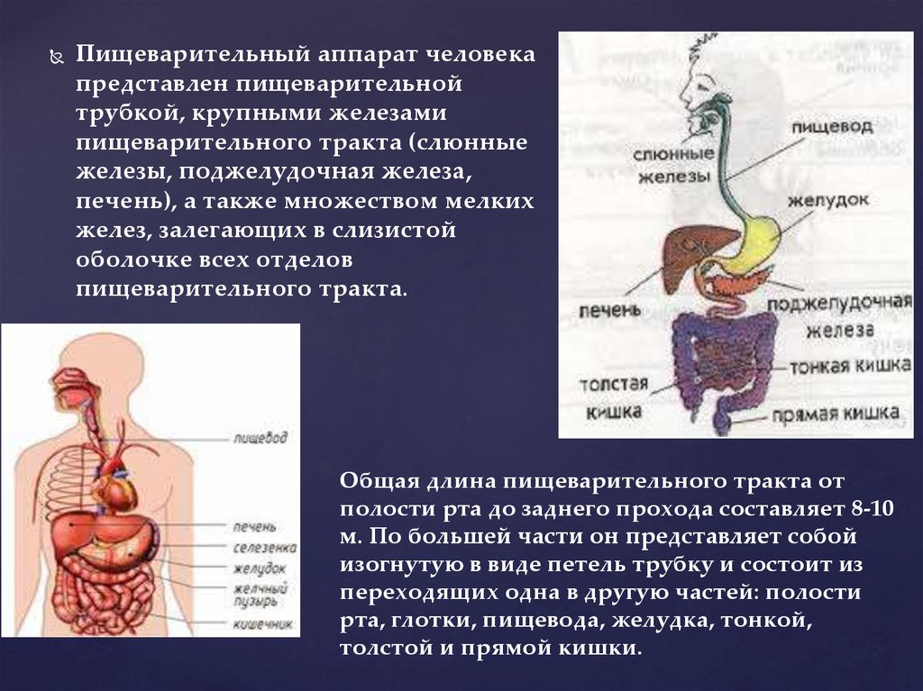 Железы пищеварительного тракта. Строение пищеварительных желез. Органы пищеварения пищеварительный канал пищеварительные железы.