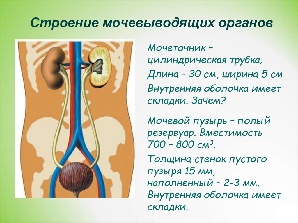 Основной орган мочевыделительной системы человека