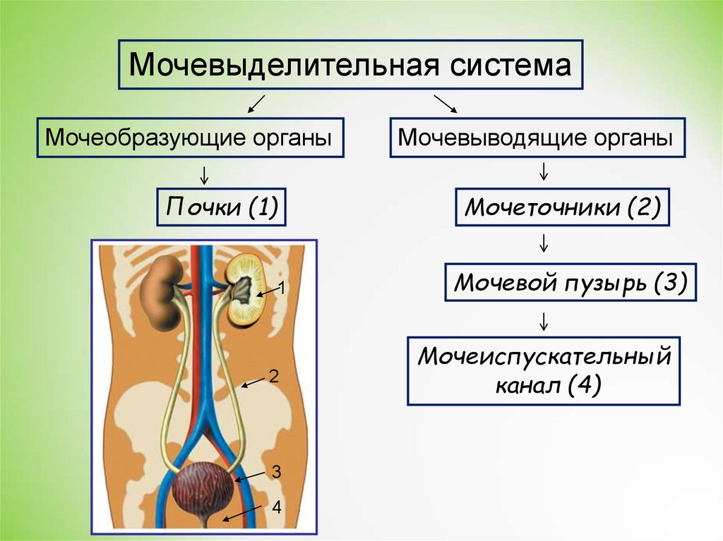 Основной орган мочевыделительной системы человека. Мочевыделительная система мочеиспускательный канал. Строение мочевыделительной системы. Схема строения мочевыделительной системы человека. Выделительная система человека анатомия.