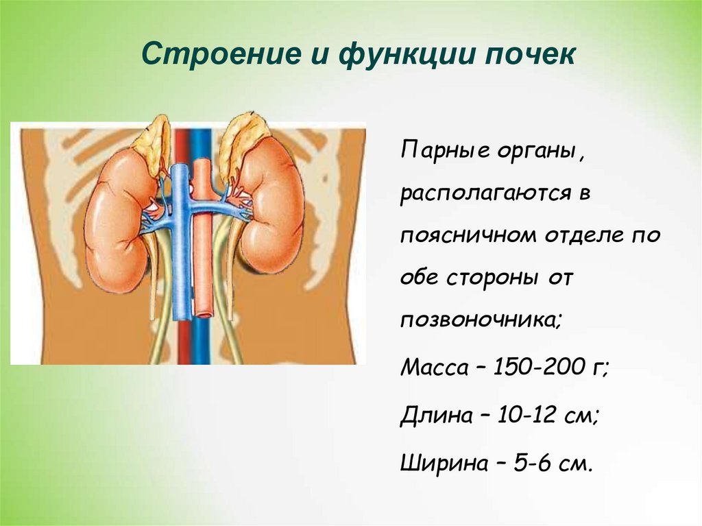 Презентация строение почек 8 класс