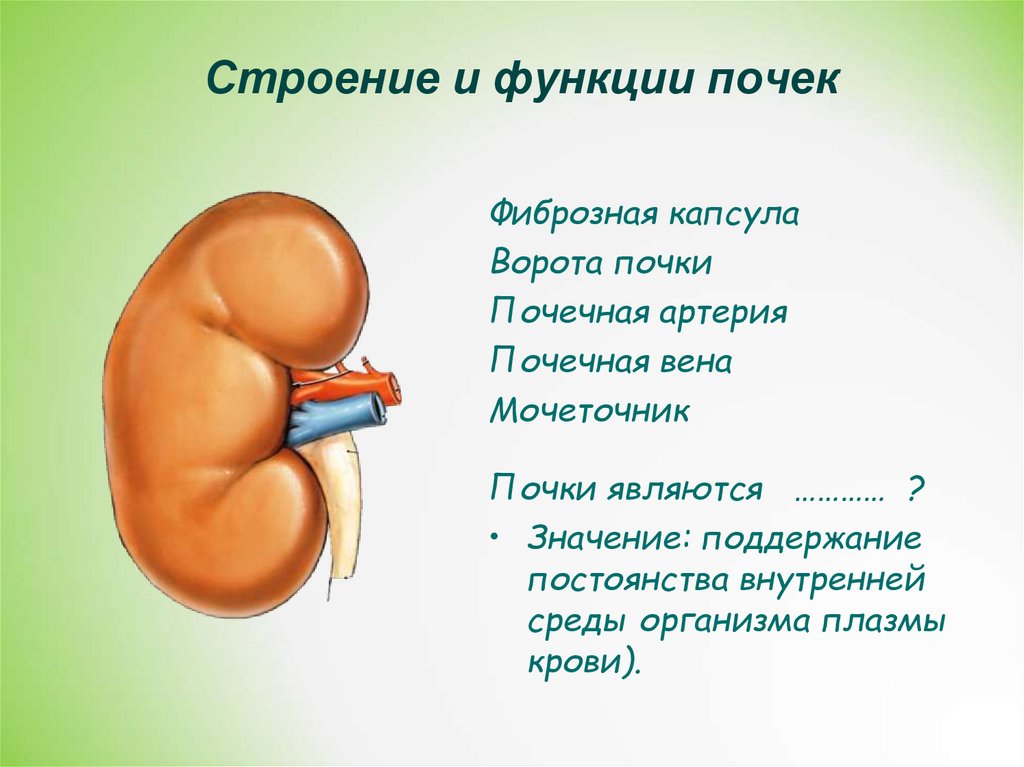 Презентация на тему почки 8 класс