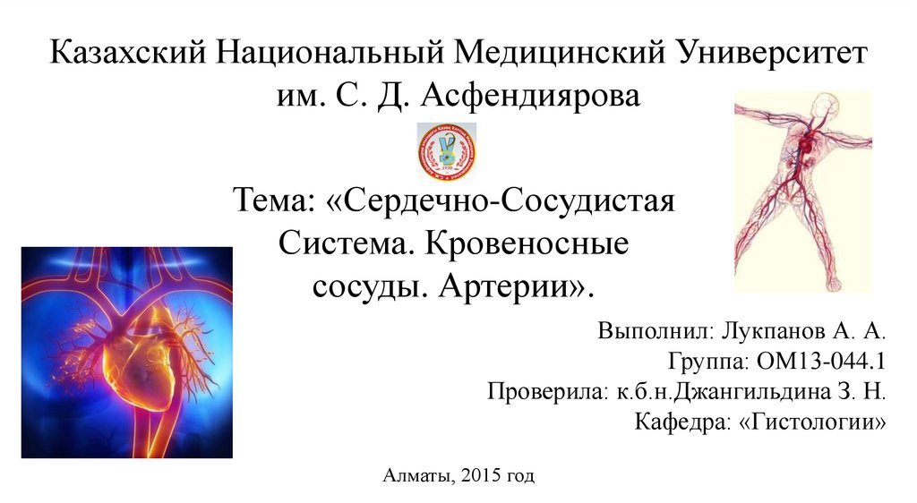 Сердечно сосудистая система кратко презентация