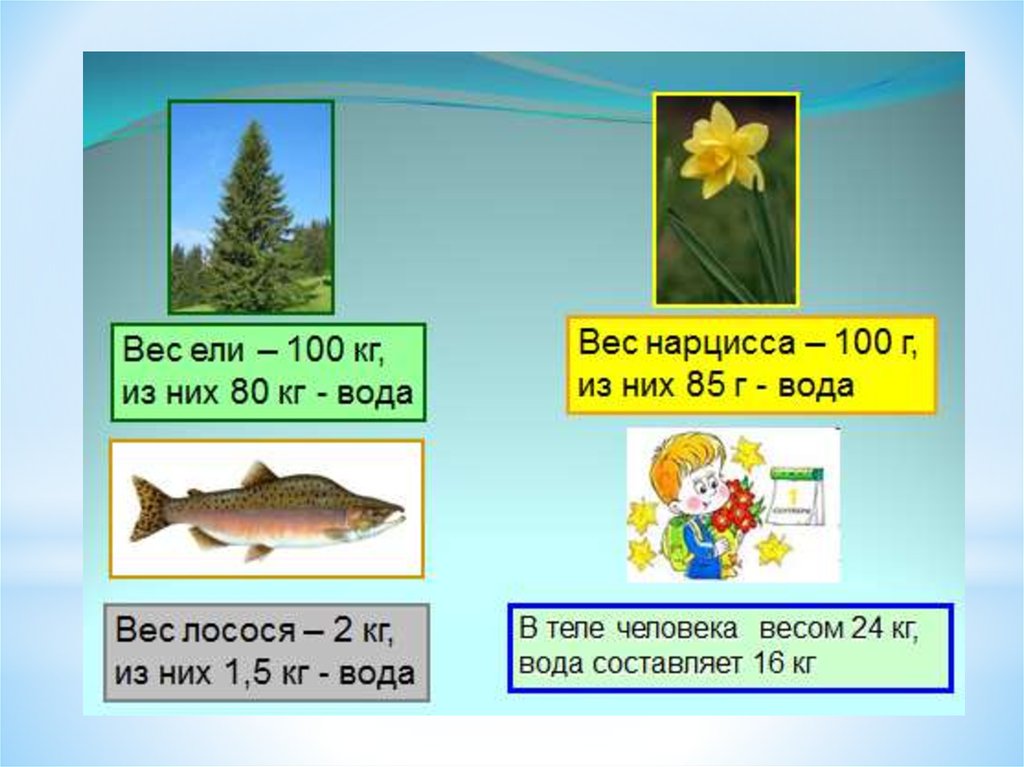 Масса ели. Интересные факты о воде 3 класс окружающий мир. Факты о воде на английском. Удивительные факты о воде 3 класс для начальных классов. Вес одной ели.