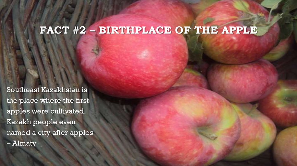 Fact #2 – Birthplace of the Apple