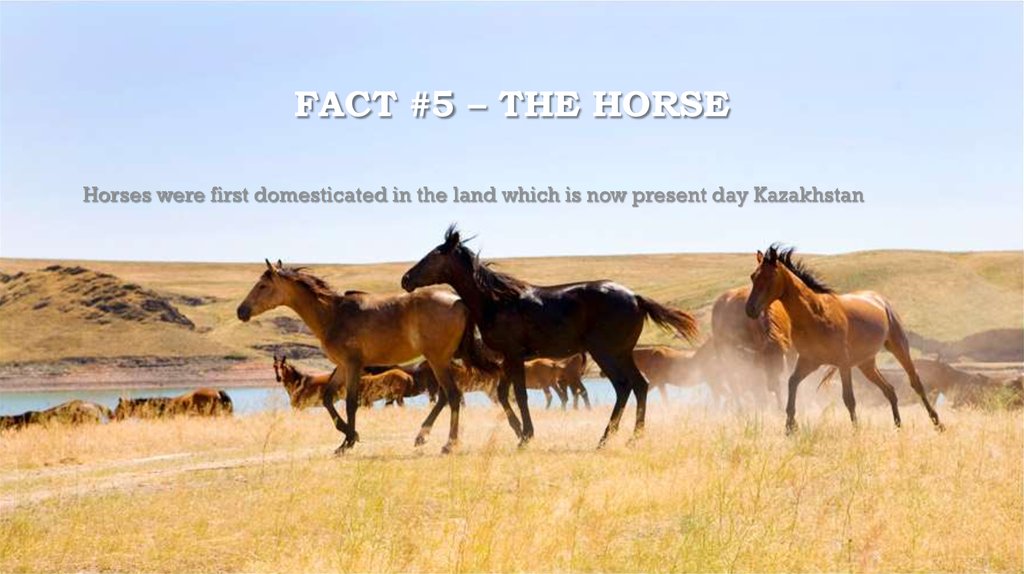 Fact #5 – The Horse