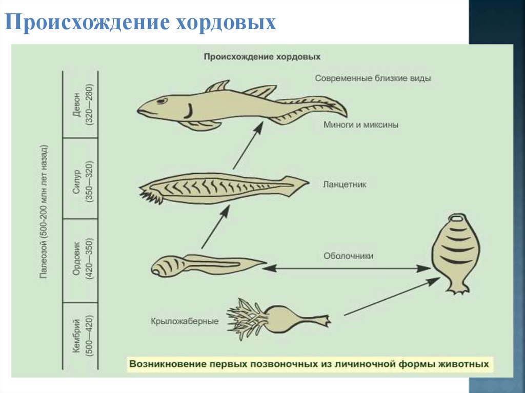 Эволюция хордовых презентация