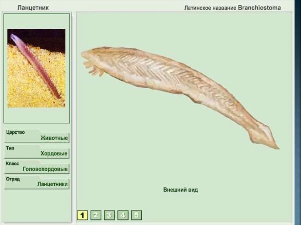 Общая характеристика хордовых животных презентация