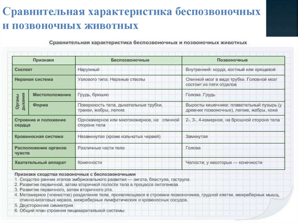 План рубрики. Сравнительная характеристика беспозвоночных и позвоночных животных. Сравнительная характеристика типов животных.