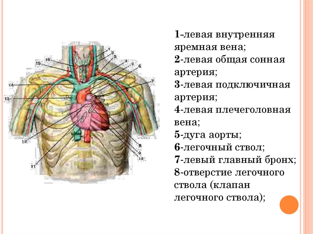 Проекция клапанов сердца