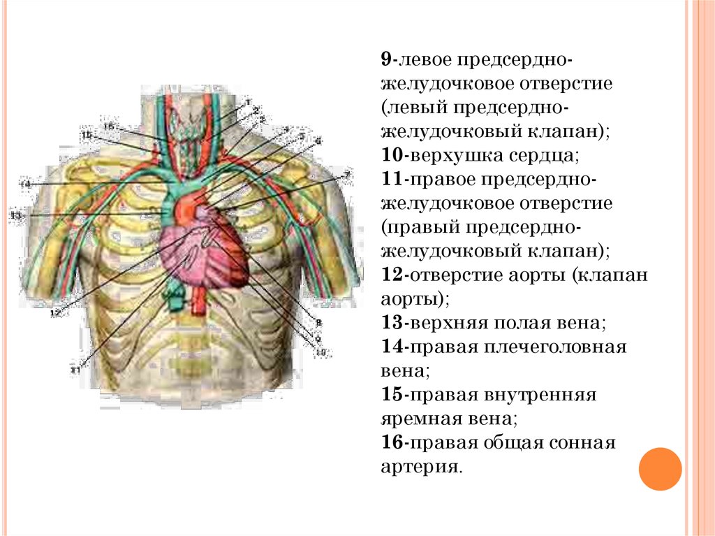 Проекция клапанов сердца на грудную стенку