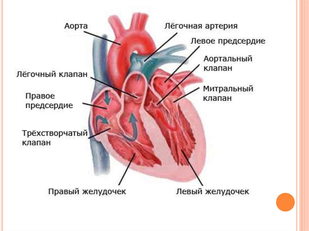 3 в правое предсердие впадает. Строение сердца. Строение сердца человека. Внутреннее строение сердца. Левое предсердие рисунок.