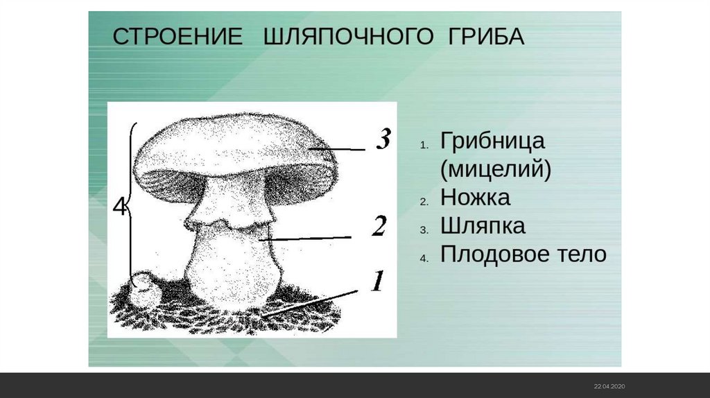 Строение гриба 4 класс. Строение базидиомикот. Строение гриба мукора 7 класс. Внешнее и внутреннее строение базидиомицетов. Септы базидиомицетов строение.