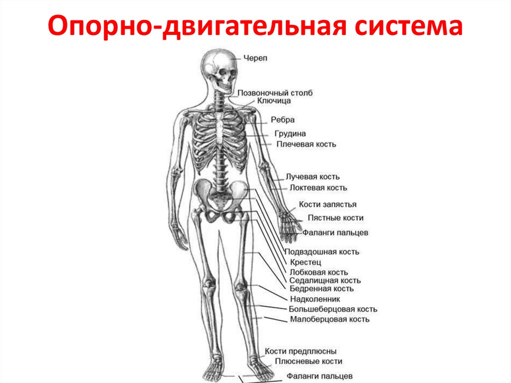 Опорно двигательная система рисунок