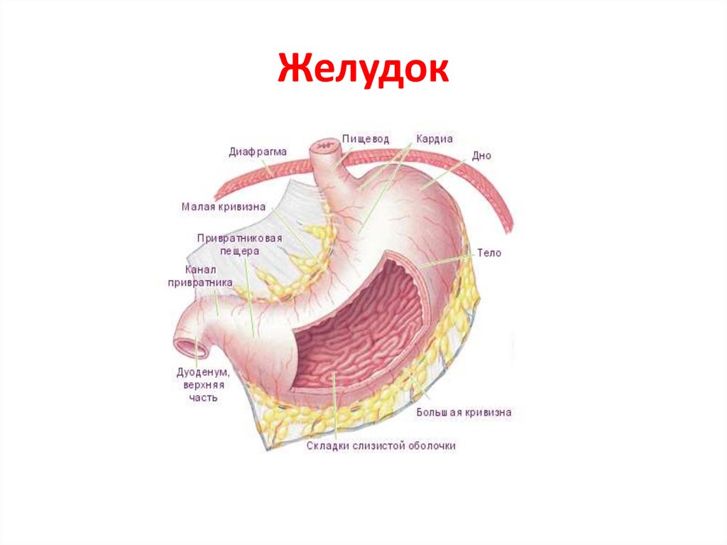 Кривизна желудка. Большая и малая кривизна желудка. Малая кривизна желудка. Желудок человека малая кривизна. Большая и малая кривизна желудка анатомия.