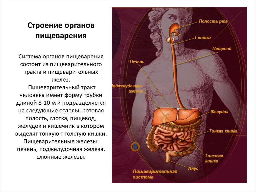 Пищеварительная система человека презентация анатомия человека