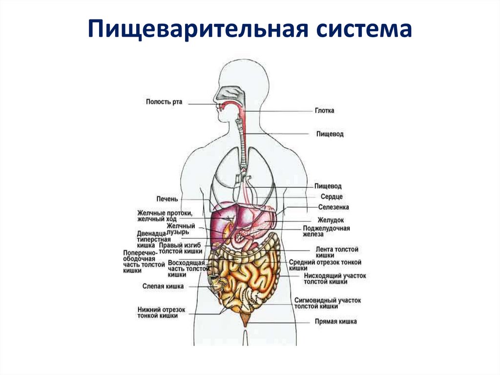 Пищеварительная система биология 8 класс кратко