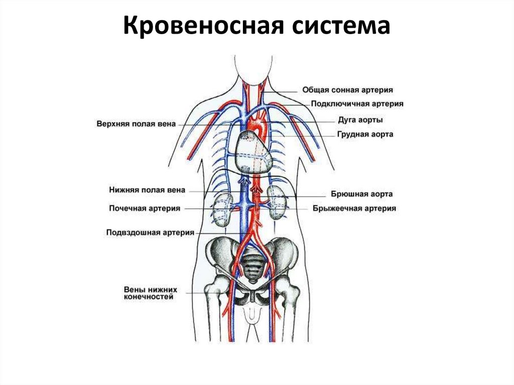 Схема строения кровеносной системы