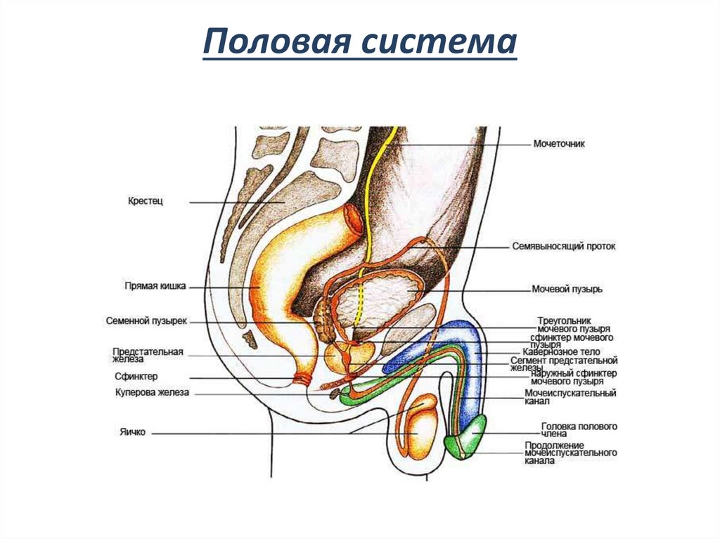 Мужская половая система картинка