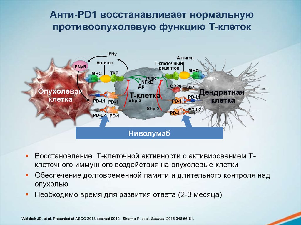 Средства пд. Блокаторы PD 1. PD-1 PD-l1 ингибиторы. Pd1 ингибиторы. Анти PD 1 препараты.