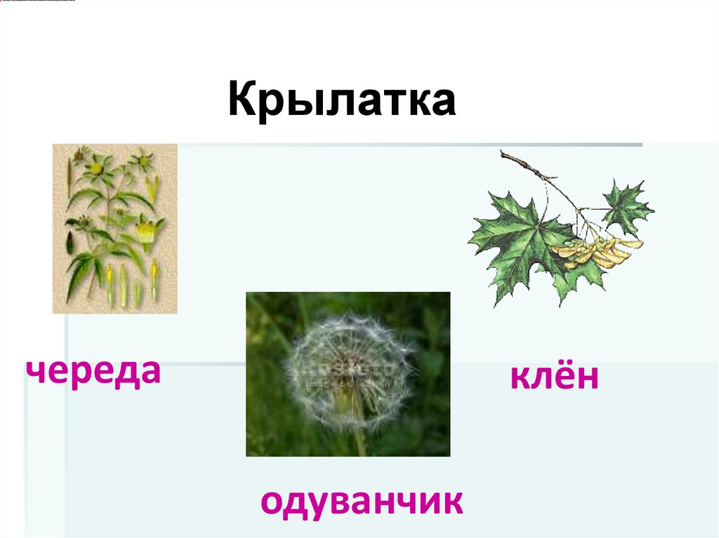 Презентация растения 10 класс. Способ размножения клёны череды и одуванчика. Разряд крылатка какие растения.