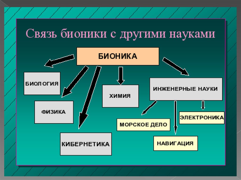 Направления биологии. Связь бионики с другими науками. Связь бионики с другими науками схема. Бионика это в биологии. Бионика направление биологии и кибернетики.