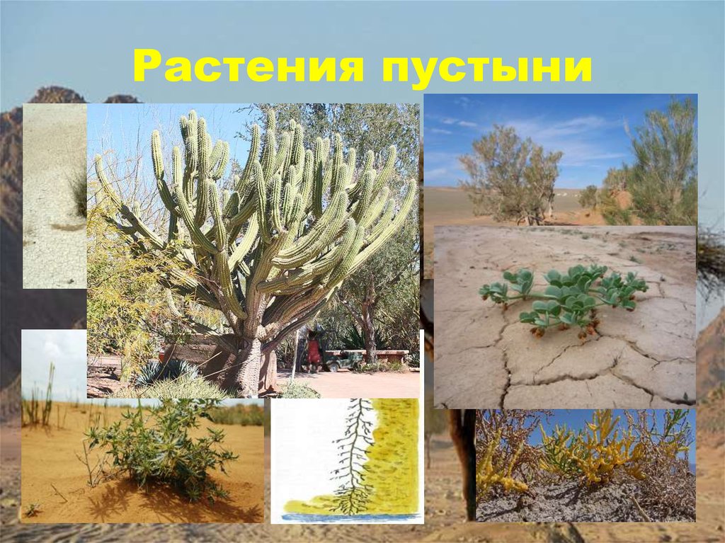 Растения пустыни 5 класс биология. Растения пустыни и полупустыни в России. Растения пустыни названия. Растения пустыни для дошкольников. Пустынные растения названия.