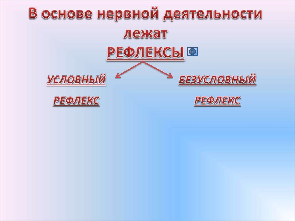 Основу нервной. Регуляция процессов жизнедеятельности 8 класс презентация.