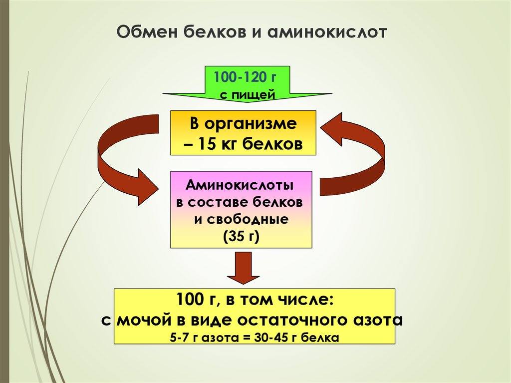 Белки обмен белков. Обмен белков. Обмен белков в организме. Метаболизм белков в организме человека. Обмен белков схема.