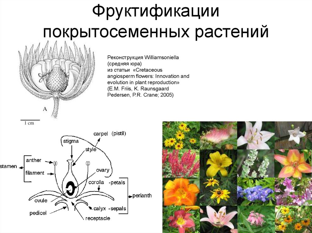 Цветы голосеменные или покрытосеменные
