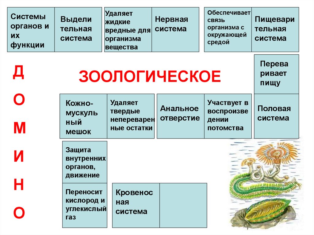 План ответа общая характеристика червей