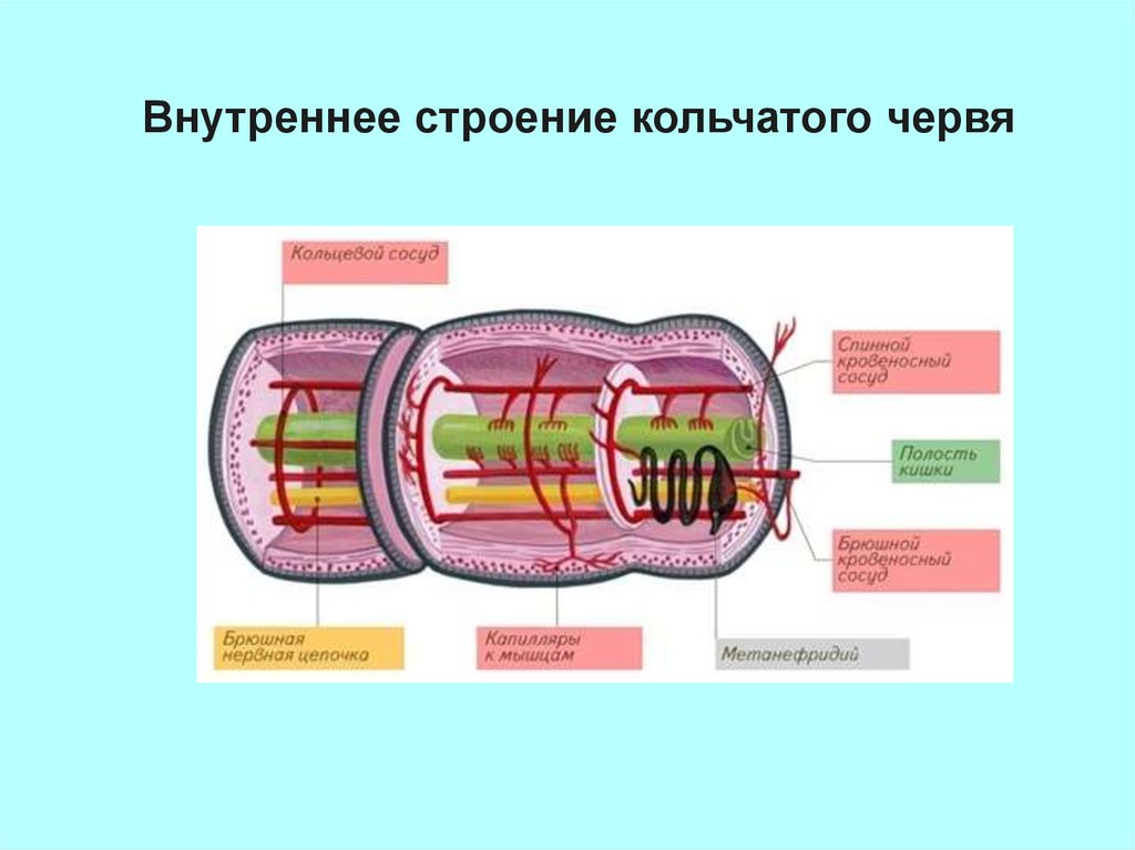 Исследование внутреннего строения червя. Особенности внутреннего строения кольчатых червей. Кольчатые черви строение спинной кровеносный сосуд. Внутреннее строение кольчатых червей таблица. Метанефридии кольчатых червей строение.