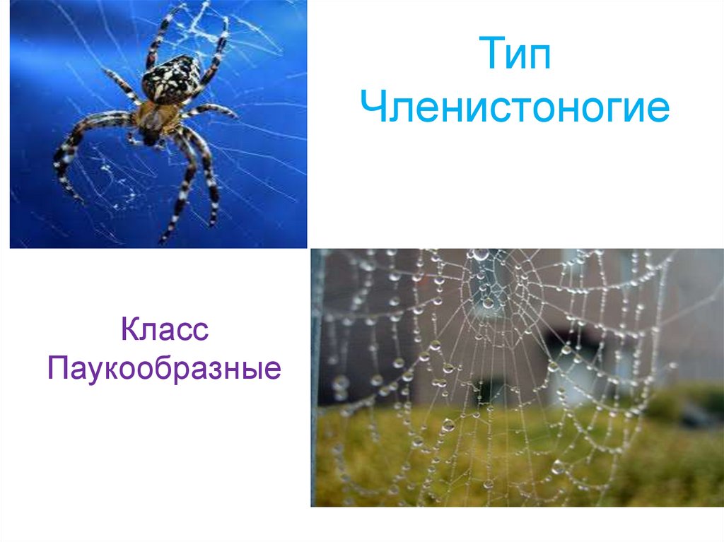 Класс паукообразные отряды