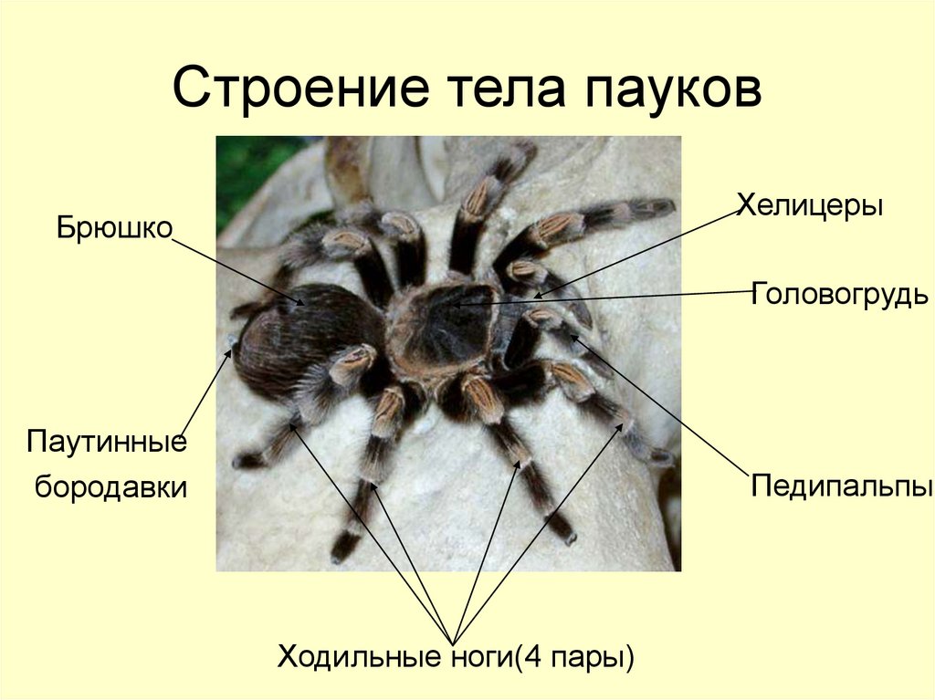 Тест паукообразные 7 класс. Внешнее строение паука крестовика. Внешнее строение паука птицееда. Внешнее строение паука птицееда 7 класс. Строение паукообразных внешнее строение.