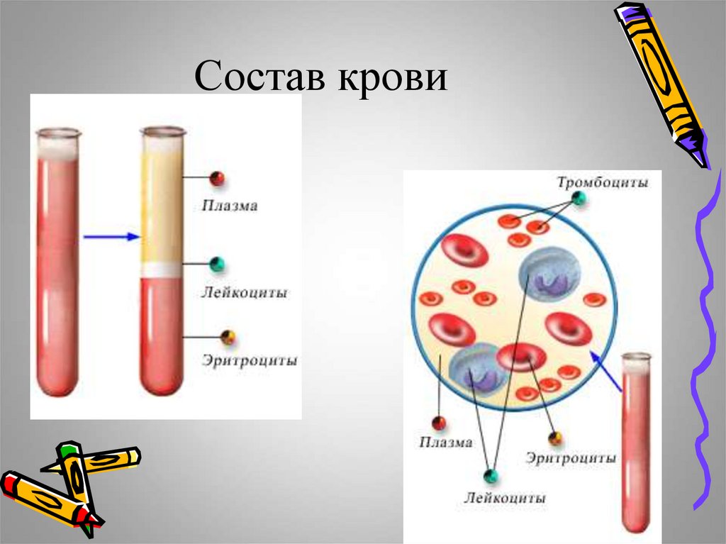 Заболевания плазмы крови. Плазма крови схема. Схема состав плазмы крови. Состав крови рис 51. Строение крови человека схема.