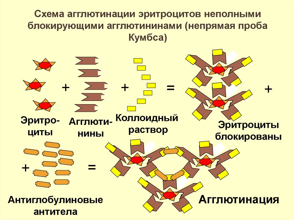 Реакция кумбса. Непрямая проба Кумбса схема. Реакция Кумбса механизм. Агглютинация проба Кумбса. Варианты реакции Кумбса.