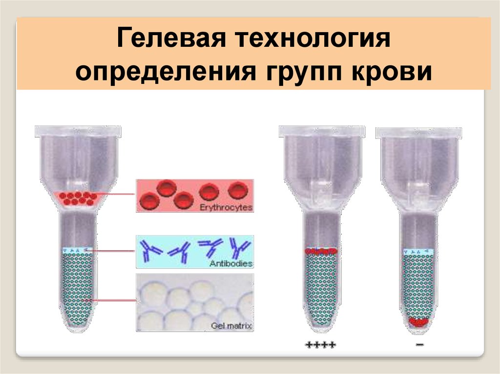 Определение группы крови фото