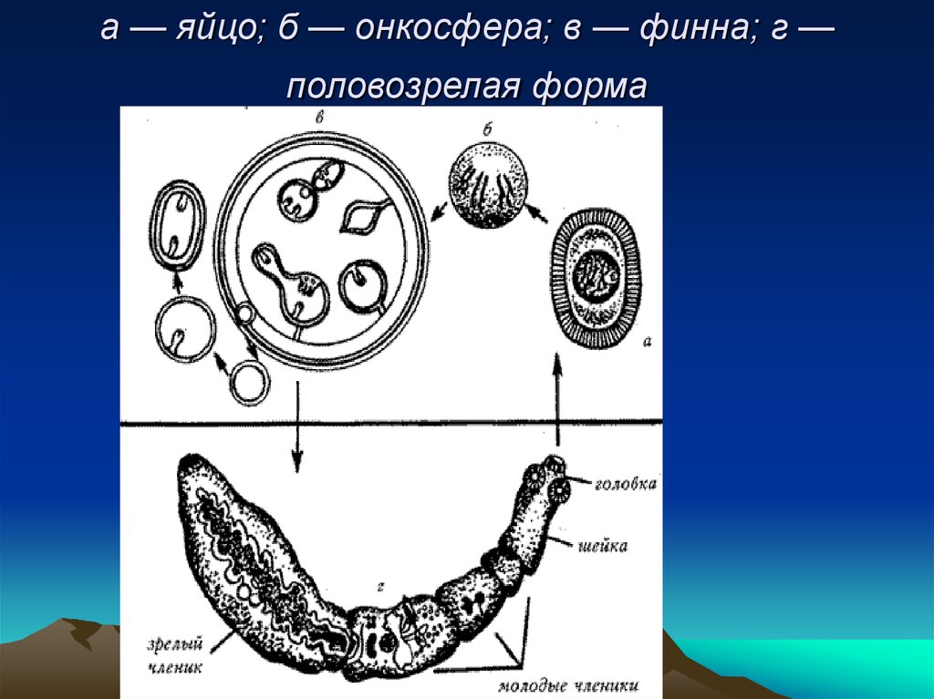 Онкосфера в кишечнике. Яйцо – онкосфера - Финна – Марита.. Онкосфера эхинококка. Онкосферы ленточных червей. Эхинококкоз онкосфера.