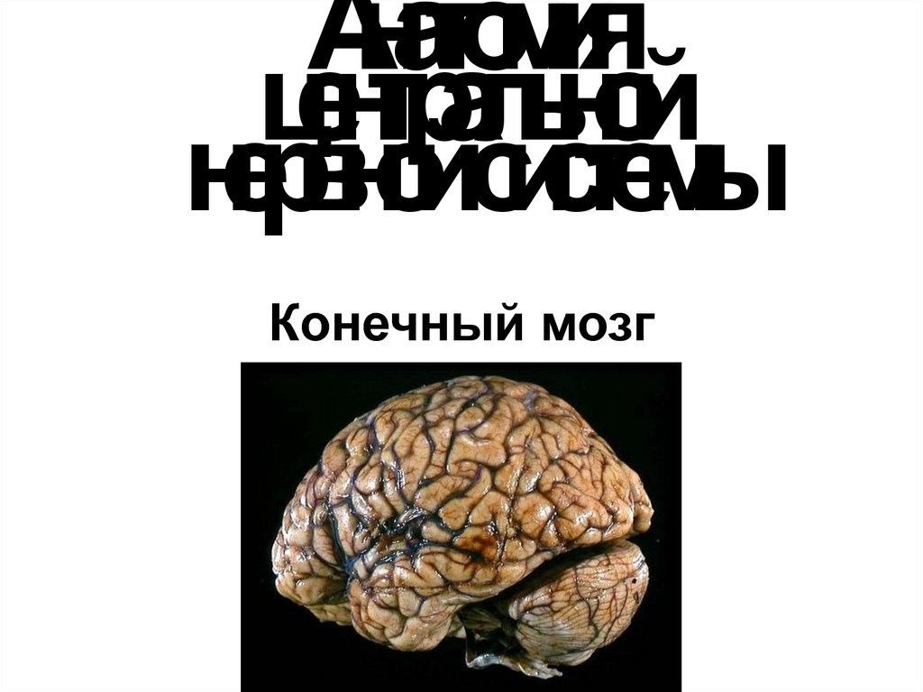 Конечный мозг