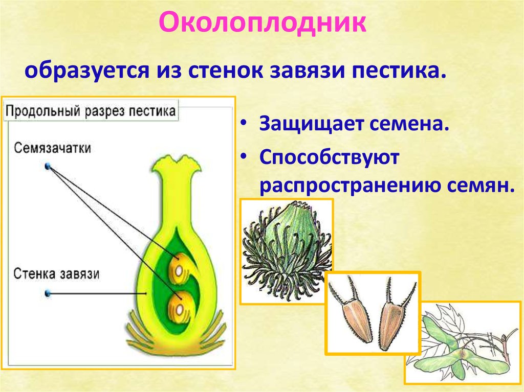 Характеристики семязачатки развиваются в завязи пестика