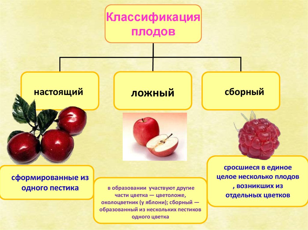 Какой из перечисленных плодов является многосеменным. Истинные и ложные плоды. Плоды строение и классификация плодов. Истинные плоды и ложные плоды. Типы плодов настоящие и ложные.