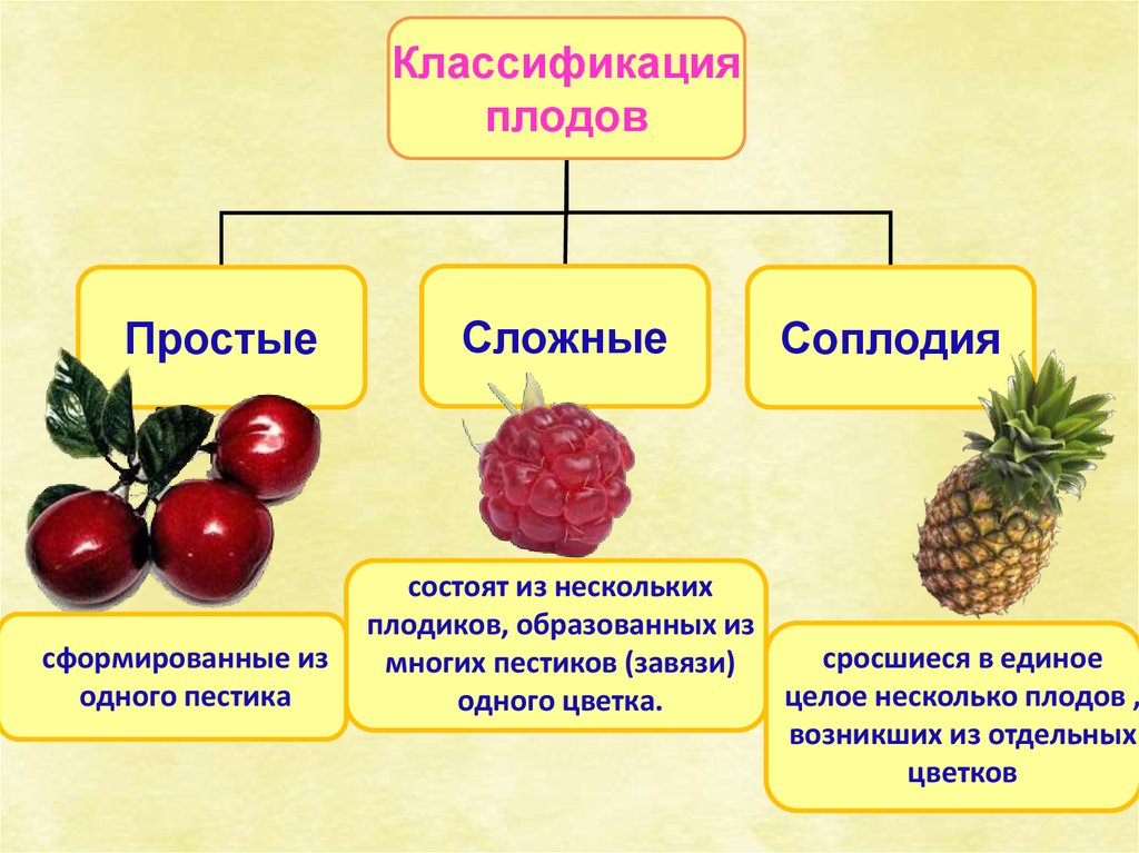 Как отличить плод. Классификация плодов соплодие. Классификация плодов простые и сложные соплодие. Плод, его строение. Классификация плодов. Классификация плодов схема.