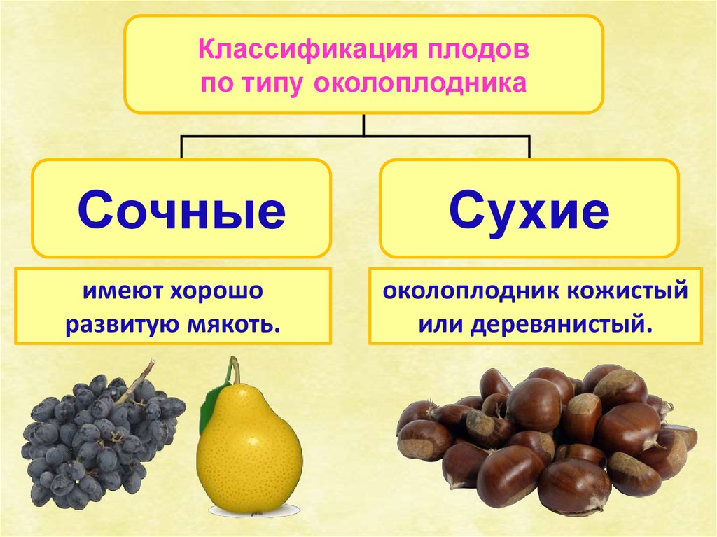 Чем отличается сухое. Классификация плодов по типу околоплодника. Классификация плодов по строению околоплодника. Классификация плодов сухие и сочные. Классификация плодов по консистенции околоплодника.