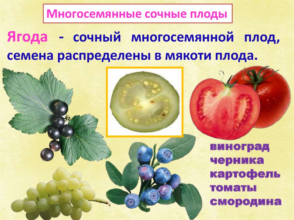 Что является признаком плодов растений. Строение ягодовидного плода. Сочные многосемянные плоды. Плод ягода. Многосемянные ягоды.